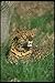 Produktbild 160007 Leopard Lying Down A4 Photo Poster Print 10x8