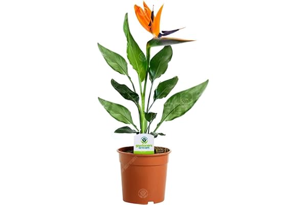 Strelitzia – 1 plante d’intérieur – Maison/Bureau Plante en pot 12 cm