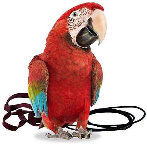 The Aviator Parrot Harness - Extra Large Red