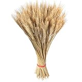 ramo trigo ☀El soleado color dorado del trigo brinda un soplo de aire fresco para iluminar un día de invierno. El trigo también hace una presentación hermosa y feliz de la primavera y brinda la frescura del aire libre a cualquier decoración de verano.