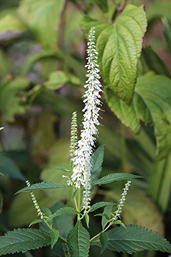 Menthe En Arbre Elsholtzia Stauntonii menthe-en-arbre-elsholtzia-stauntonii