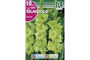 ROCALBA Bulbo de Gladiolo green star (bolsa con 10 bulbos)