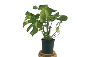 PLANTA NATURAL COSTILLA DE ADÁN MONSTERA DELICIOSA M17 DE 65CM PARA EL INTERIOR DEL HOGAR