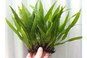 AQUALEAF AQUATICS Java Fern on 3 x 2.5 Coco Mat | Microsorum Pteropus - Easy Tropical Live Aquarium Plant by Aquarium Plants Discounts