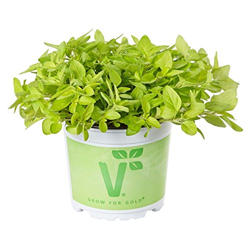 Gartenbau Friedrich Goldoregano "Goldtaler" im 12er Topf - springen Sie auf den Trend auf und betreiben Urban Gardening