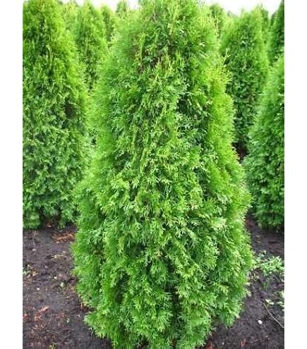Smaragd Lebensbaum Thuja occidentalis Smaragd 125-150 cm hoch im 11 Liter  Pflanzcontainer : Amazon.de: Garten