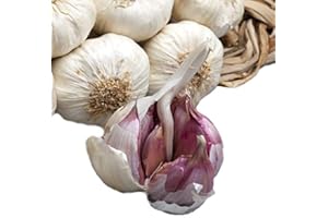 Sicilia Bedda - Aglio Rosso di Nubia da Semina - 1 Kg di Aglio Rosso Pregiato - IDEALE per la Semina e per il Consumo alimentare