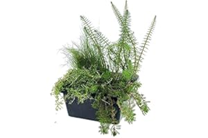 vdvelde.com - Sauerstoffpflanzen Teich Winterhart 4er Set - Teichpflanzen Set für 500 liter Wasser - Sorgt für klares Teichwasser und verhindert Algenwachstum - 4 verschiedene Klärpflanzen