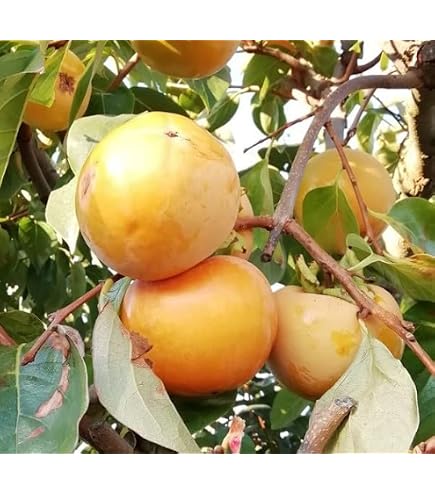 Albero Di Cachi (Kaki) Vaniglia - Pianta Da Frutto Vera, Età 2 Anni, Vaso 20 Cm, Altezza 140 Cm, Perfetta Per Giardino