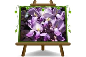 EURO PLANTS VIVAI Wisteria Brakybotrys Ikoyama Fuji Wisteria Malva – Planta en Florero De 18 - Plantas Enredaderas En Altura 200CM