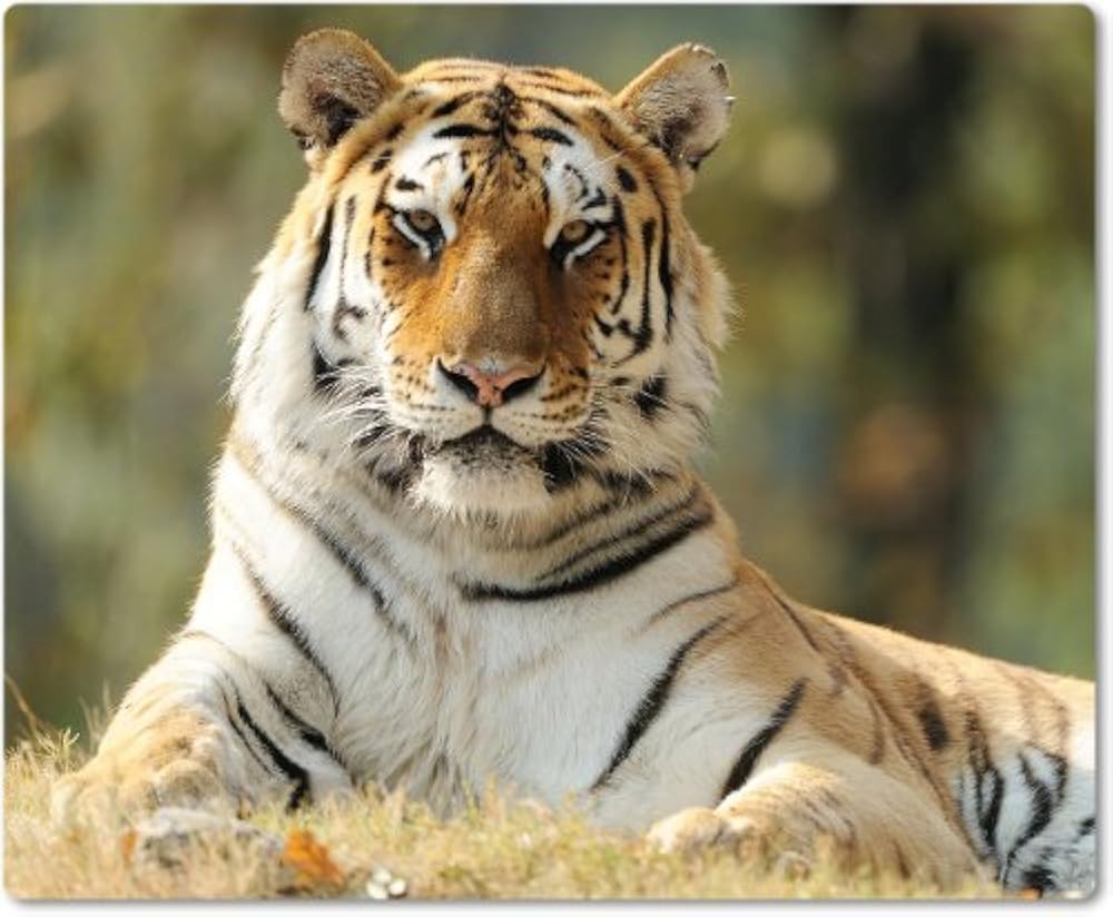 11 tigers. футболка женская тигр. статуэтка тигр lefard. тигр 11. Grumman f11 tiger самолет.