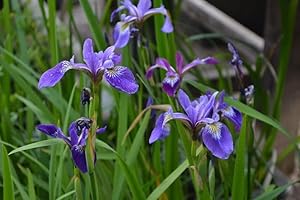 HAUS & GARTEN 3 hermosas plantas azules, lirio de espada de pantano, lirio de espada de pantano, lirio iris, lirio espada Sunpfiris planta de estanque resistente al invierno