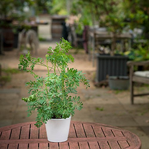 Weinraute - Kräuterpflanze im Topf - in Deutschland gezogen & aufgezogen