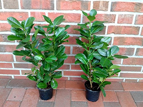 13 Kirschlorbeer Pflanzen, Prunus Novita, Höhe: 60-70 cm ab Topfoberkante