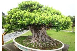 SVI 50+ Banyan Fig Tree Seeds - Ficus benghalensis - Indian Bonsai USA - BKSeeds