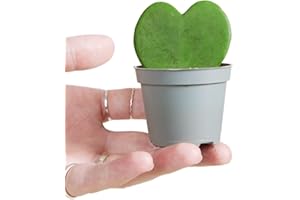 PLNTS - Baby Hoya Kerrii (fleurs de porcelaine) - Plante verte Lucky heart - Plante d'intérieur en 6 cm Pot - Hauteur 10 cm