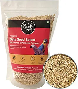 The Birds Company Premium Oats Seed Select, Fortified with Spirulina & Cuttlefish Bone, Bird Food for Finches, Budgies, Conures, Lovebirds, Cockatiels, African Grey, Macaws, Cockatoo, 900 g