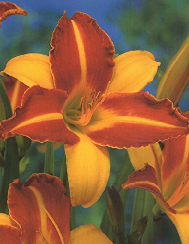 Taglilie Frans Hals Hemerocallis 1 Pflanze (Wurzelstück) Winterhart Staude