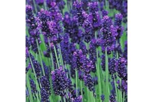 WOLDS COLLECTION Lavender Hidcote 1ltr Plants in 13cm Pot (2 Plants)