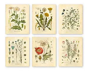 Ink Inc Botanical Prints Wildflower Prints Floral Wall Art - Set of 6-8x10 - Matte - Unframed