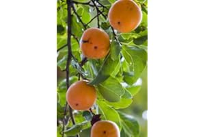 EXOTIC-SAMEN Khaki Plum Sharon Fruit 5 Seeds