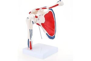 RONTEN Schultergelenkmodell MIT/Muskelansätzen und Ursprüngen bemalt, medizinisches Anatomieskelett, Naturabguss für genaue Darstellung, lebensgroß für Ärzte, Lehrmittel, medizinisches Lehrlernen