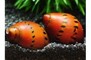 CU AQUATICS ONION SNAIL - AQUARIUM ALGAE EATER - LIVE FISH FRESH WATER SNAIL (3)