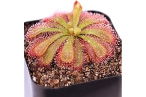 CAMBRIDGE BEE Drosera Aliciae Sundew Plant - Alice's Sundew - Carnivorous Plant - 8.5cm Pot