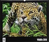 WWF Wildlife 2018: Jahreskalender by 