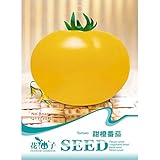 Juegos de mesas y sillas Calli 20pcs amarillo Semillas de tomates dulces verduras del jardÃ­n de frutales