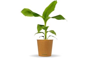 Bloomify® Banana Plant "Bob" | 40 to 60 cm Large Conditionally Hardy Banana Tree | Easy-Care Banana Musa Basjoo for Balcony, Patio or Garden | Banana Fruits are Edible