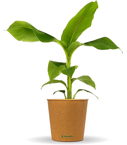 Winterharte Rote Bananenpflanze Musa Basjoo, 1 Pflanze, 40 cm Wuchshhe,  Outdoor-Pflanze, Violette Frbung : Amazon.de: Garten