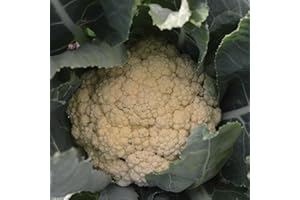 Gardeners Kitchen - Cauliflower Plants - 'All Year Round' 6 X Medium Plug Vegetable Plants.