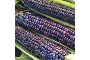 SVI Mais, BLU Hopi, Heirloom, ORGANICI 20 + SEMI, grande per fare BLU farina di mais