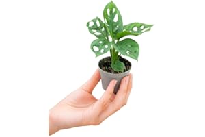 PLNTS - Baby Monstera Adansonii - Plantes d'intérieur - Decoration chambre - Accessoires de décoration intérieure - Boutures de 2cm - Hauteur 15cm