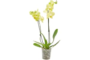 Planta Orquidea phalaenopsis natural 2 tallos maceta Ø12cm - Verdecora… (Amarillo)