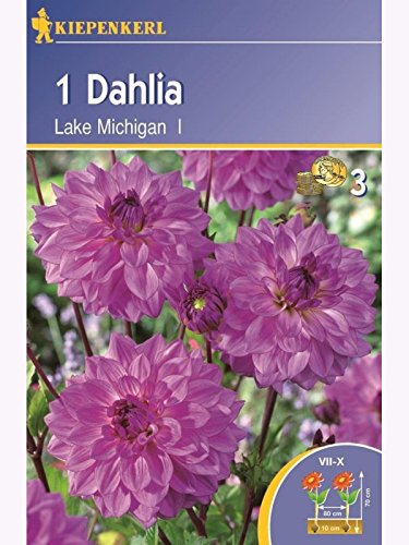 Beet-Dahlien Lake Michigan lila