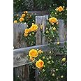 Aiden Gardens Rare Beautiful Yellow Climbing Rose Rosa Multiflora 1 Grafted Healthy live plant