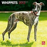 Whippets 2013 - Kleine Englische Windhunde - Original BrownTrout-Kalender by 