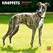 Whippets 2013 - Kleine Englische Windhunde - Original BrownTrout-Kalender by 
