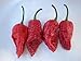 Produktbild (10) Fatalii Gourmet TISCHLERBANDSÄGE Hot Pepper Chilli SeedsJIGSAW PEPPER