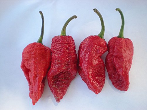 Preisvergleich Produktbild (10) Fatalii Gourmet TISCHLERBANDSÄGE Hot Pepper Chilli SeedsJIGSAW PEPPER