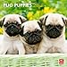 Pug Puppies 2013 - Mopswelpen - Original BrownTrout-Kalender by