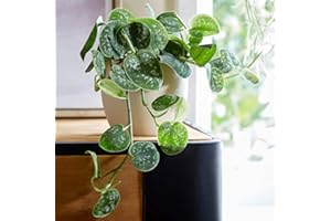 Plant Theory 15cm Satin Pothos Scindapsus Pictus Indoor Houseplant Argyraeus 13cm Pot