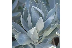 FLOWER FIELD STORY 1000 piezas de semillas de salvia blanca Perfect Spice Essential Green Plant en jardín fuerte adaptabilidad crecimiento rápido Adecuado para principiantes