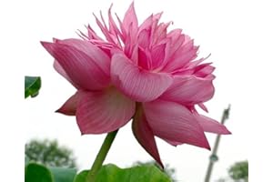 kiskick Mezclar Semillas de Loto, 20 Piezas Mezclar Semillas de Loto Lirio de Agua Bonsai Balcón Jardín Planta de Flor hidropónica Semillas de Loto