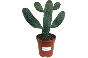 GARDEN CENTER SHOP BY VM CACTUS NATURAL OPUNTIA CONSOLEA M17 45CM