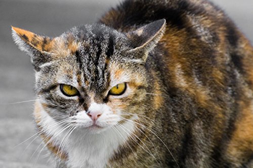 ISOTRONIC Tiervertreiber 2er Set gegen Katzen Hunde Hundeschreck Ultraschall Katzenschreck für draußen batteriebetrieben mobil einsetzbar Ultraschallabwehr Katzenabwehr im Garten Auto Katzenvertreiber wetterfest Hunde und Katzenschreck Katzenvertreiber Hundevertreiber Hundeabwehr - 6