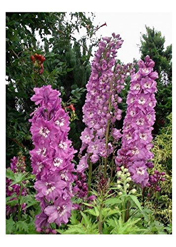 PREMIER SEEDS DIRECT - Premier Seeds Direct Delphinium - Pacific Giant - ASTOLAT - 110 Finest Seeds