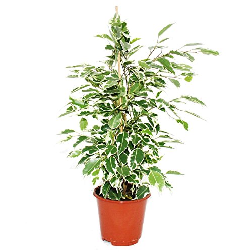 Ficus benjamini – 3er Set – 3 verschiedene Ficus Sorten: Danielle – Anastasia – Twighlight – Birkenfeige - 4